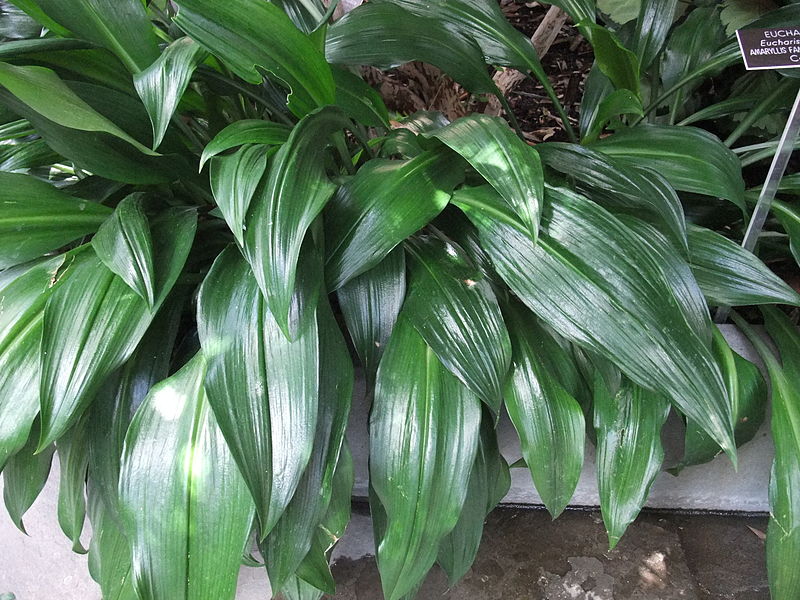 Amazon lily